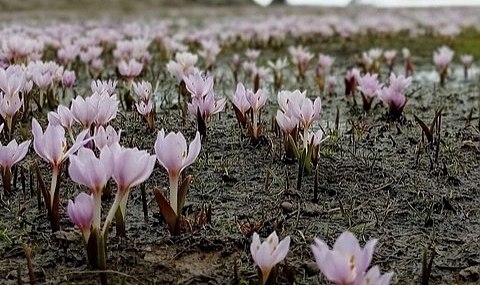 Kahramanmaraş'ta kardelenler görsel şölen oluşturuyor
