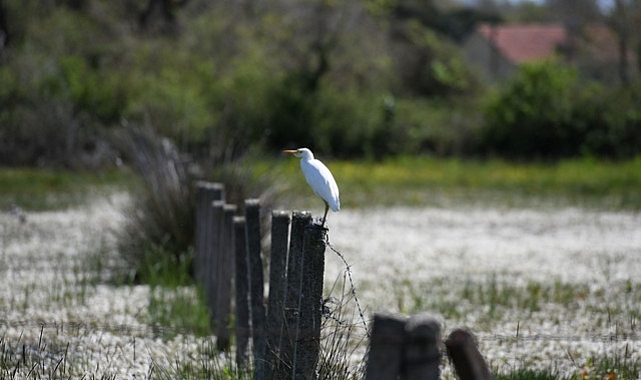 Kızılırmak Deltası’nda bahar güzelliği