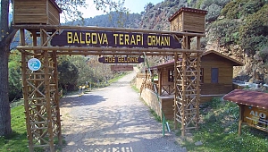 Bu Pazar Kendinize Bir Terapi Yapın Terapi Ormanına Gidin