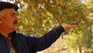 Orman Bekçisi ile Minik Serçe'nin Dostluğu