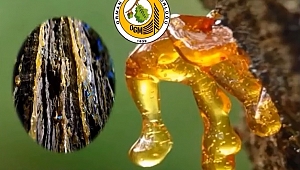 Ormanda Reçine Üretimi Prof.Dr.İlhan Deniz