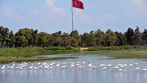  Aliağa Kuş Cennet'inde 100'den Fazla Tür Sizi Bekliyor