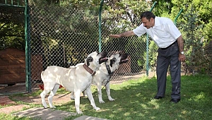 Hayvan Haklarını İhlal Edene Hapis Cezası Geliyor
