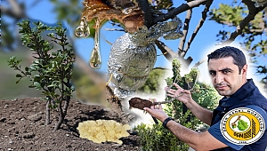 Çeşme ve Urla'da 4 Yılda 30 Bin Sakız Fidanı Toprakla Buluştu