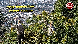 Ağaç Tepelerinde Ekmek Kavgası
