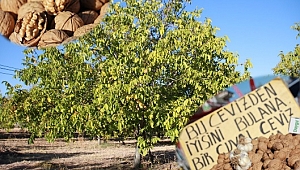 Cevizin Başkentinde Hasat Zamanı
