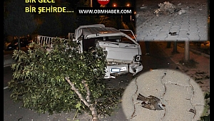 Kamyonet Ağaca Çarptı Bir Ağaç ve Bir Kuş Öldü