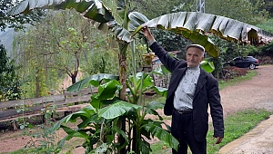 Karadeniz'de Muz Yetiştiren Karadenizli