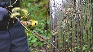 Kayın Ağaçlarına Musallat Olan Yeni Bir Böcek Türü