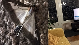 Kelebekler Fransa'yı İstila Etti