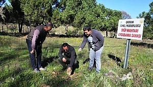 Kütahya Ormanları Trüf İçin Hazırlanıyor