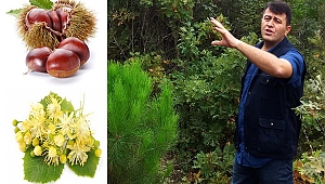 Orman Köylüsü Kestane'den ve Ihlamur'dan Kazanacak