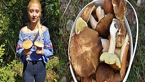 Sinop'un Ormanlarından Fesleğen Mantarı Fışkırıyor