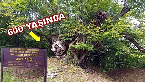 600 yıllık anıt ağacı köylünün geçim kaynağı olmaya devam ediyor 