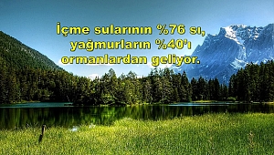 Ağaç ve Ormanın Önemini Vurgulayan Çarpıcı Verileri Paylaşıyoruz