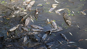Balık Ölümlerinin Sorumlusu Deri Organize Sanayi mi?