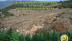 Bursa'da Eski Maden Sahaları Yeniden Ağaçlandırılıyor