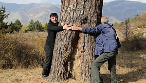 Dev Ağaç Hem Boyutu ile Hem Hikayesi ile Dikkat Çekiyor