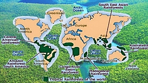 Dünyada balta girmemiş orman kaldı mı?