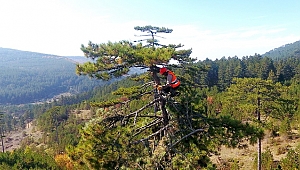Ekmek Çam Ağacının Ucunda