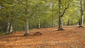 Karadeniz'de sonbahar bir başka güzel