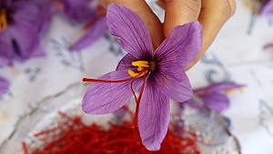 Kırmızı altın safran için hasat etkinliği düzenlendi