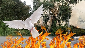 Kuş cennetinde korkutan yangın