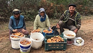 Melki Sındırgılıların geçim kaynağı oldu