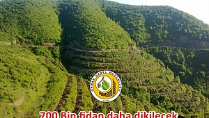 Ordu'ya 700 bin fidan