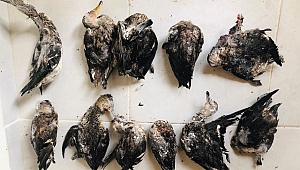 Yakalanan kaçak avcılara ceza yağdı 