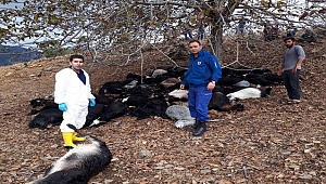 Yıldırımın Düştüğü Ağacın Altındaki 81 Keçi Öldü