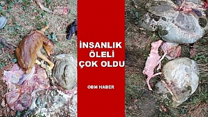 Hamile İnekleri Çalıp, Kesip Satıyorlar