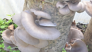 Kütükte yetiştirdiği mantarları 15 liradan satıyor