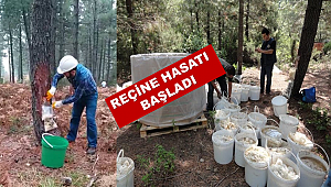 Yalova'da reçine hasadına başlandı