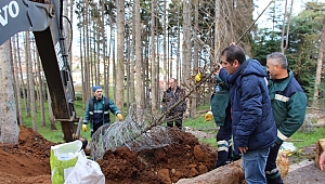 12 Dişli Canavar Kuruttu Yerine Yenileri Dikiliyor