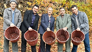 357 Bin Kestane Ağacına Kanserden Koruma ve Budama Desteği