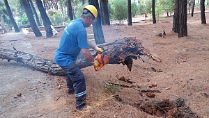 İhtiyaç sahiplerinin kış yakacağı mezarlıklardan...