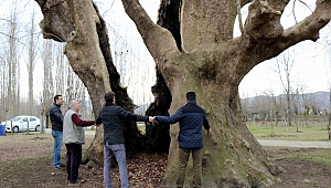 12 asırlık dev çınar