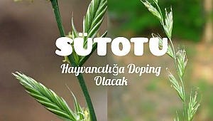 5 Kğ Tohumdan 15 Ton Sütotu 