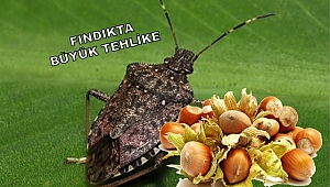 Büyük tehlike: ‘kahverengi kokarca’