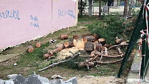 Çocuk parkı yapmak için ağaçları kestiler