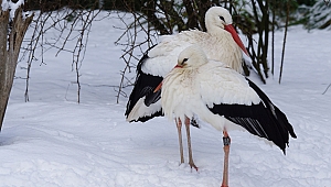 Göç edemeyen leylekler eksi 28 derecede Kars’ta yaşıyor