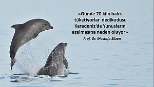 Karadeniz’deki yunusların nesli tükenmek üzere