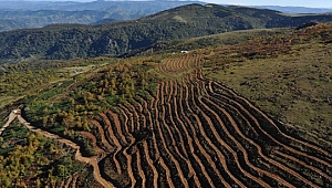 Orman Bölge Müdür Vekili Oflu, 