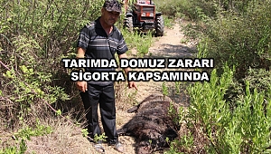 Tarımda domuz zararları da sigorta kapsamında