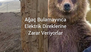 VEDAŞ'ın Başı, Ayılarla Dertte