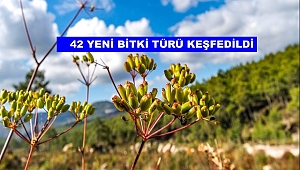 Yeni bitki keşifleri ile hem ekonomiye hem de literatüre katkı sağlanıyor