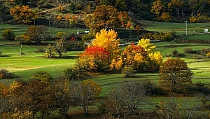 309 Adet Yepyeni Doğal Miras Keşfedildi
