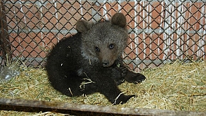  672 yaban hayvanı tedavi edilerek doğaya bırakıldı