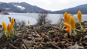 Abant Tabiat Parkı’nda renk cümbüşü yaşanıyor